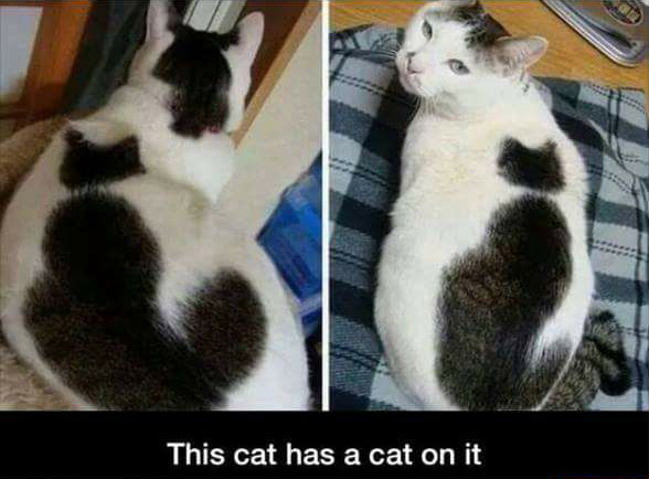 Cat on cat